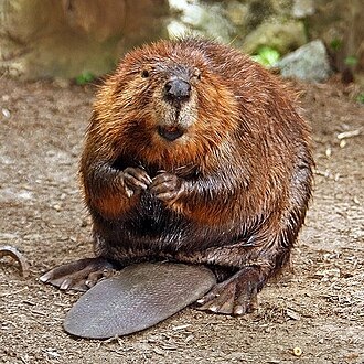 Beaver (ship)